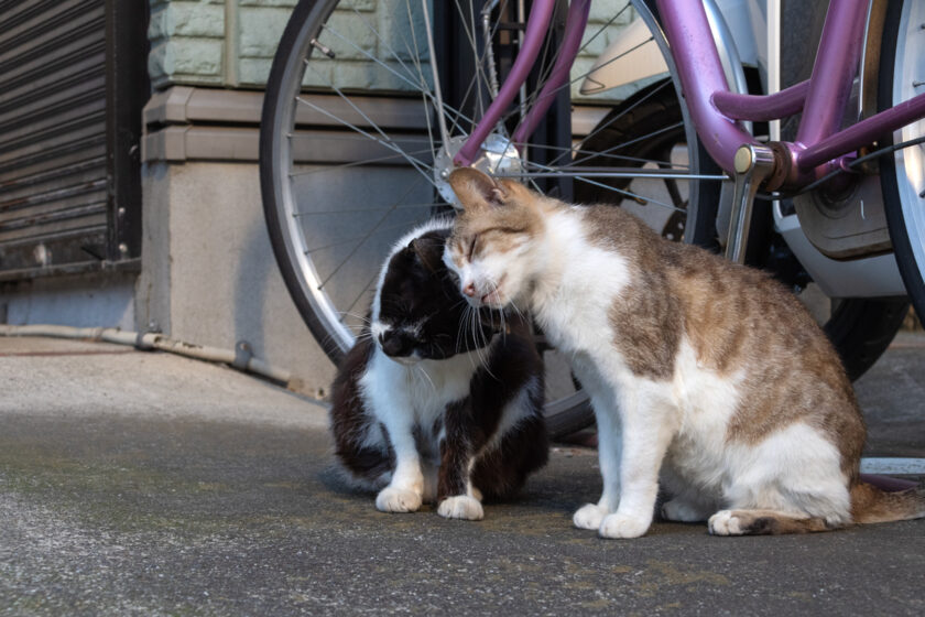 立川市の猫