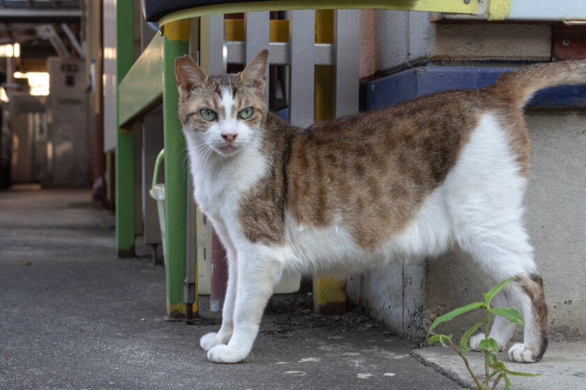 立川市の猫