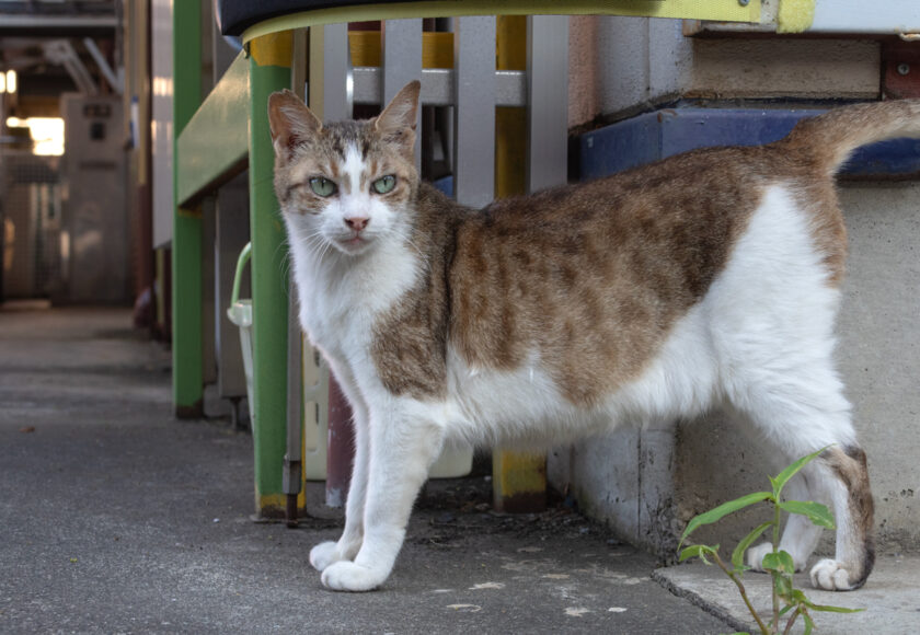 立川市の猫