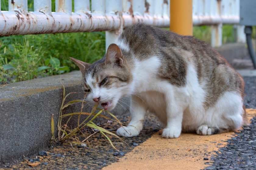 立川市の猫