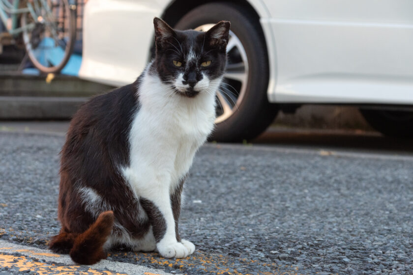 立川市の猫