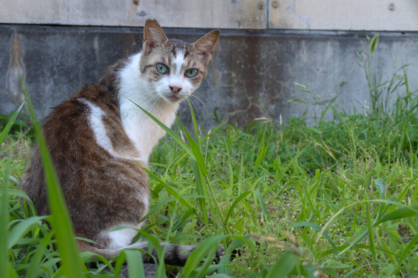 立川市の猫