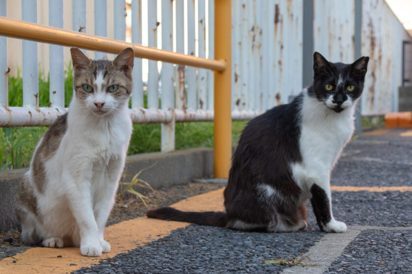 立川市の猫