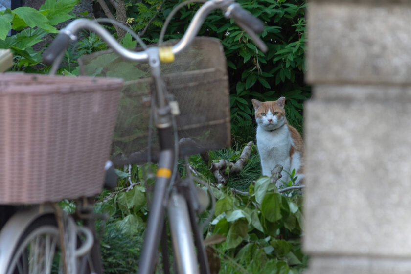 立川市の猫