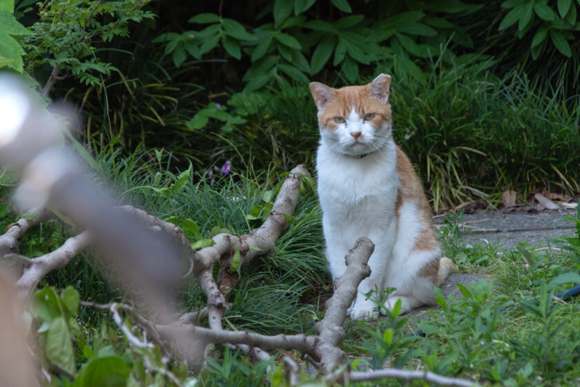 立川市の猫