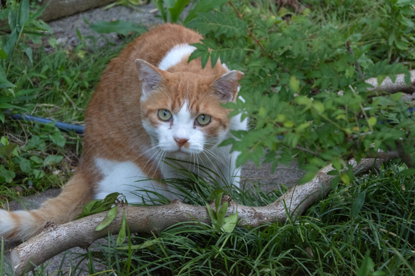 立川市の猫