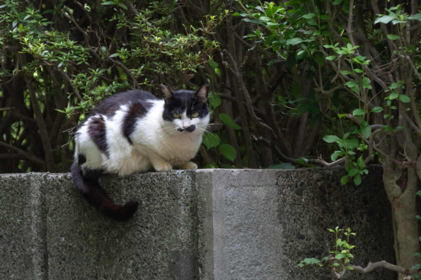 八王子市の猫