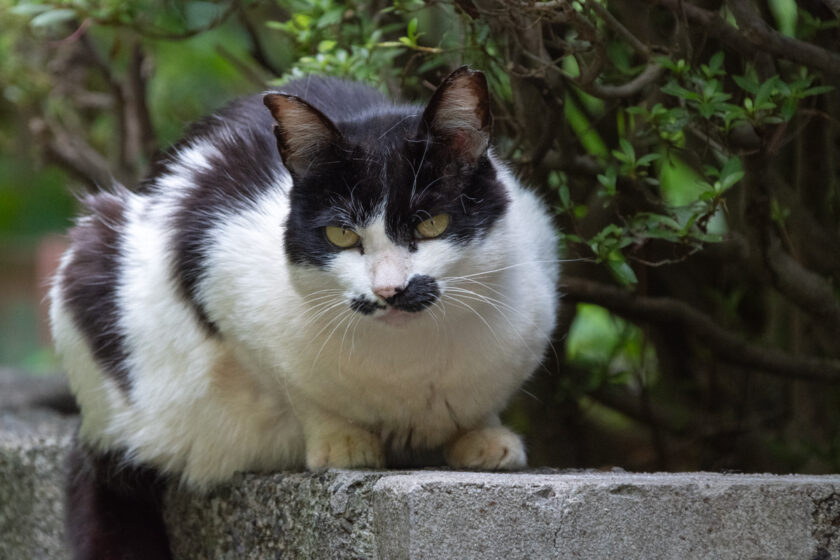 八王子市の猫