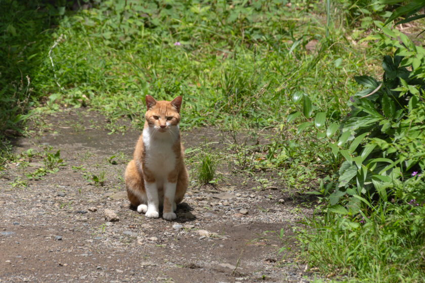 日野市の猫