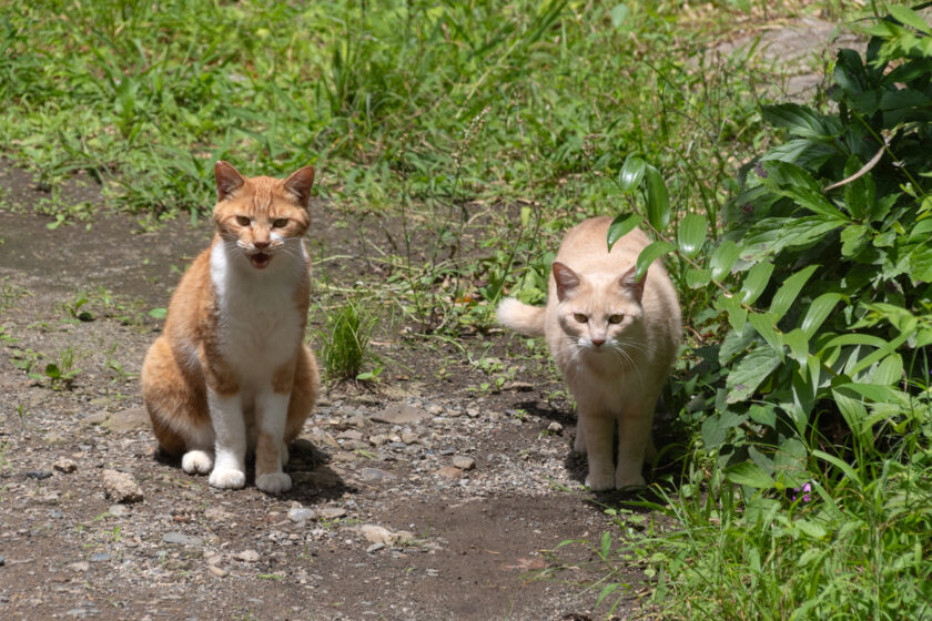 日野市の猫