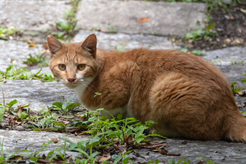 日野市の猫