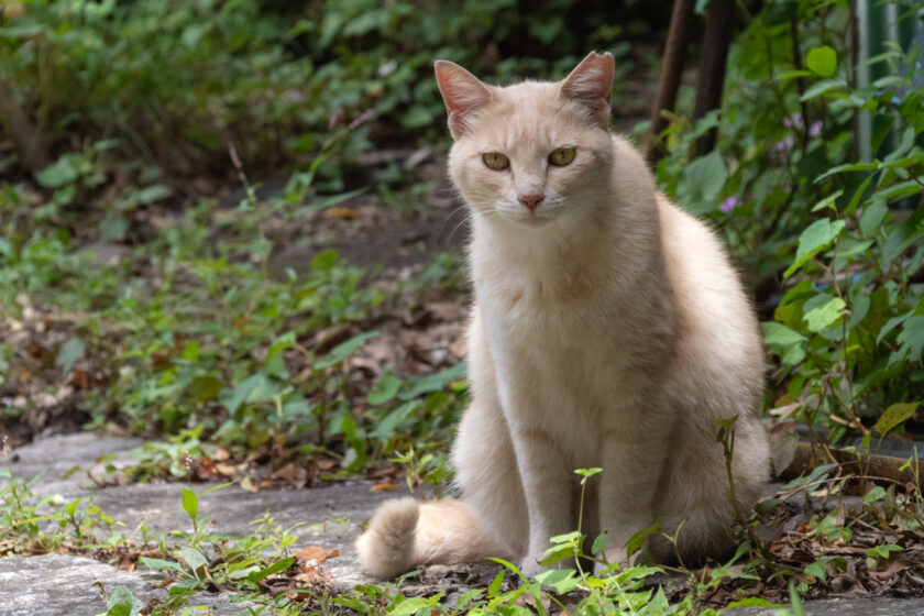 日野市の猫