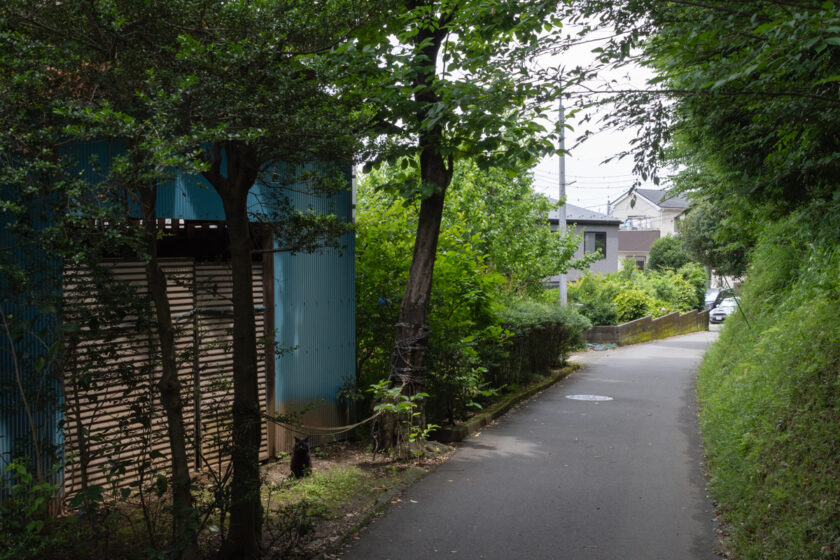 日野市の猫