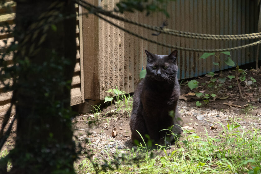 日野市の猫