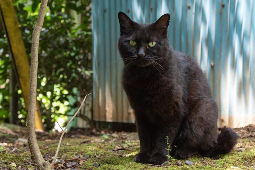 日野市の猫