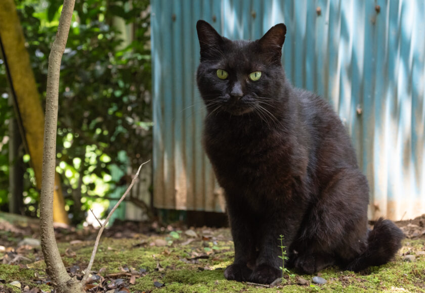 日野市の猫