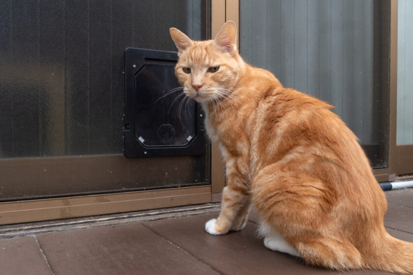 府中市の猫