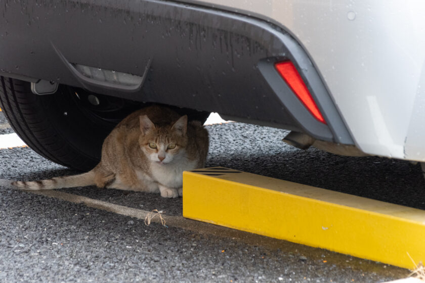 昭島市の猫