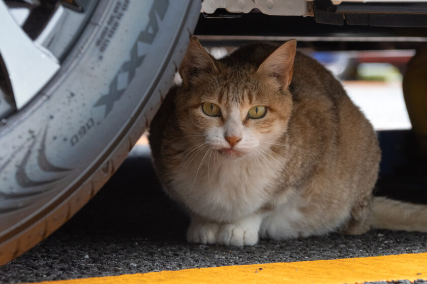 昭島市の猫