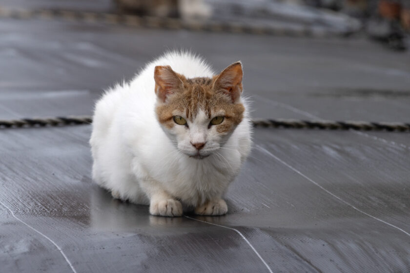 昭島市の猫