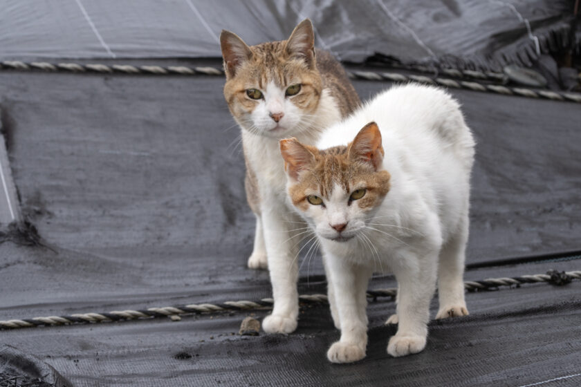 昭島市の猫