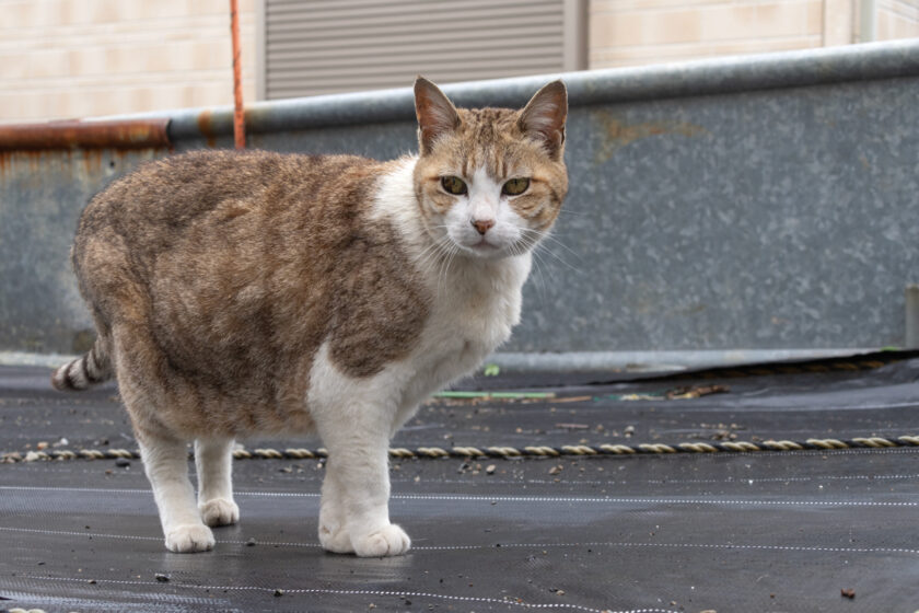 昭島市の猫