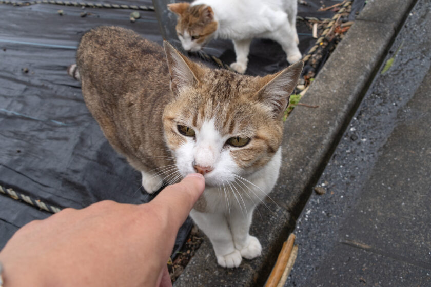 昭島市の猫