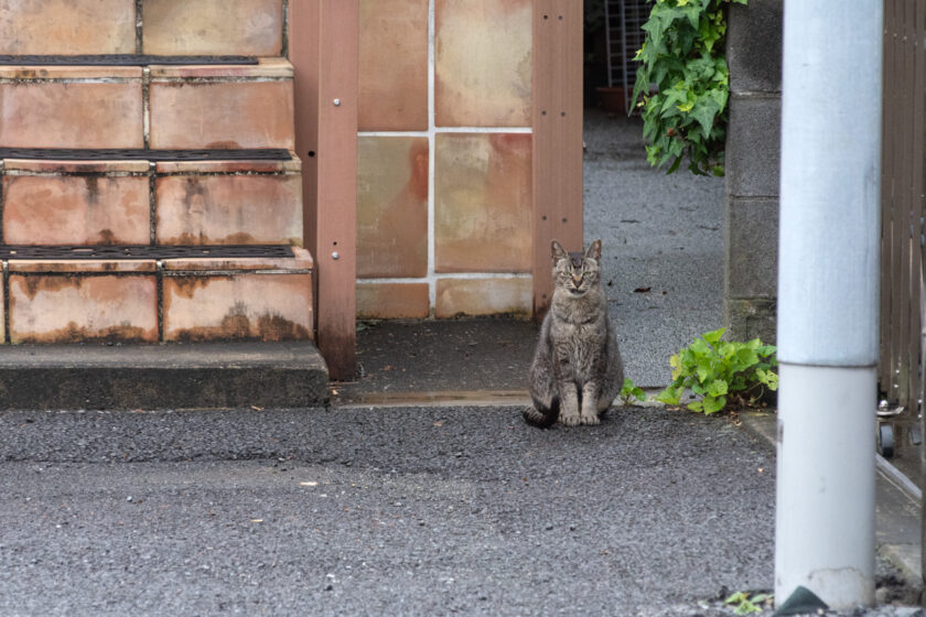 昭島市の猫