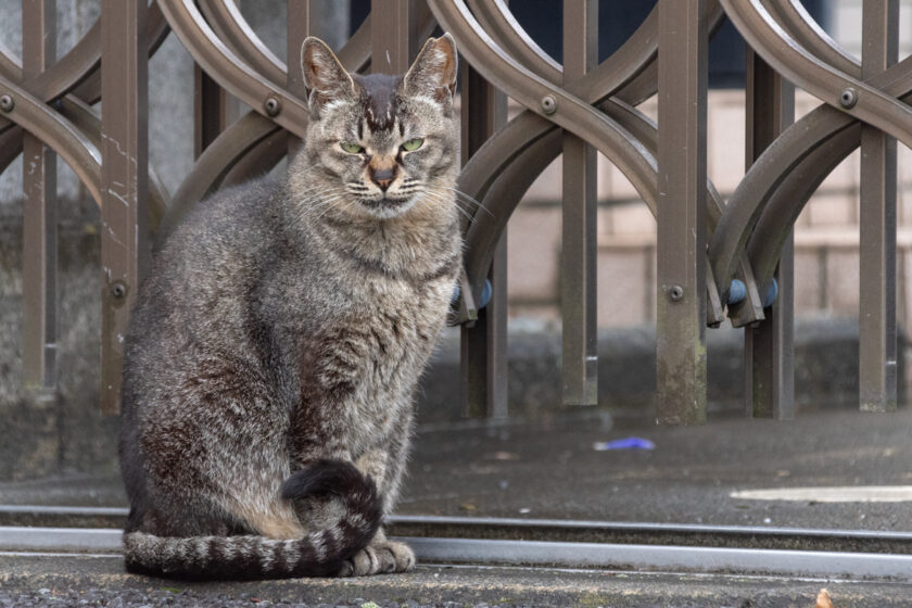 昭島市の猫