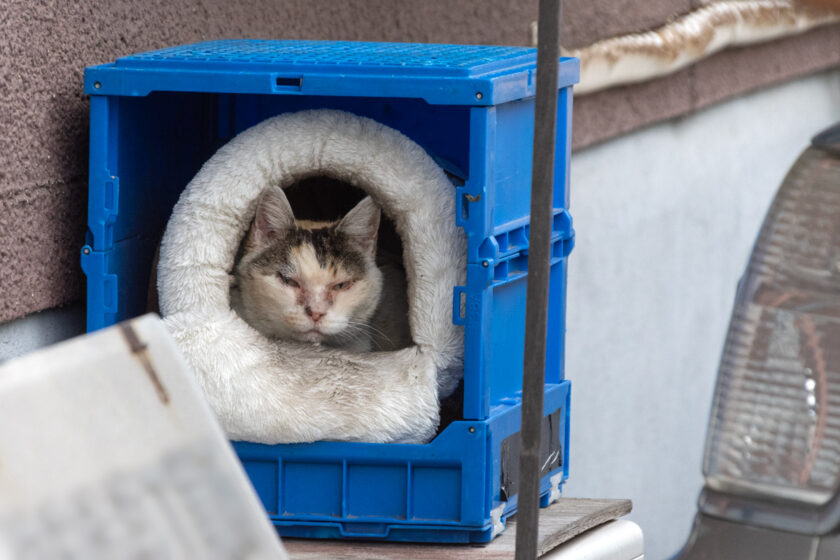 昭島市の猫