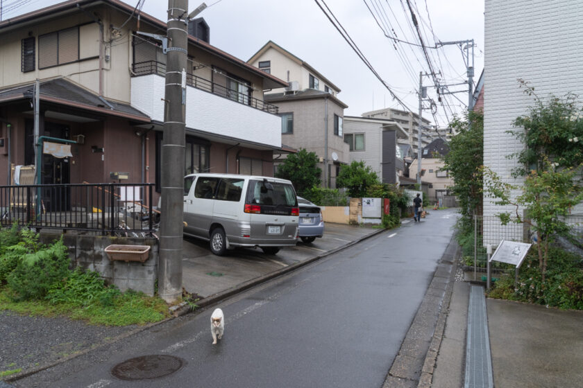 昭島市の猫