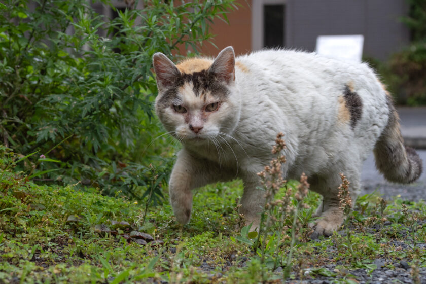 昭島市の猫