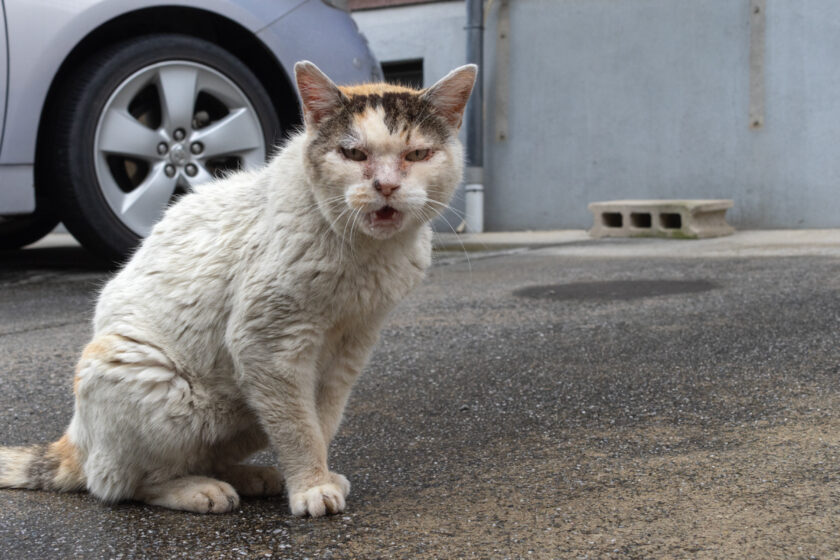 昭島市の猫