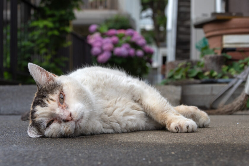 昭島市の猫