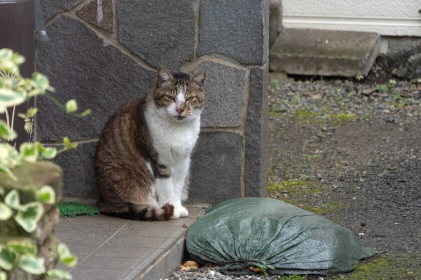 昭島市の猫