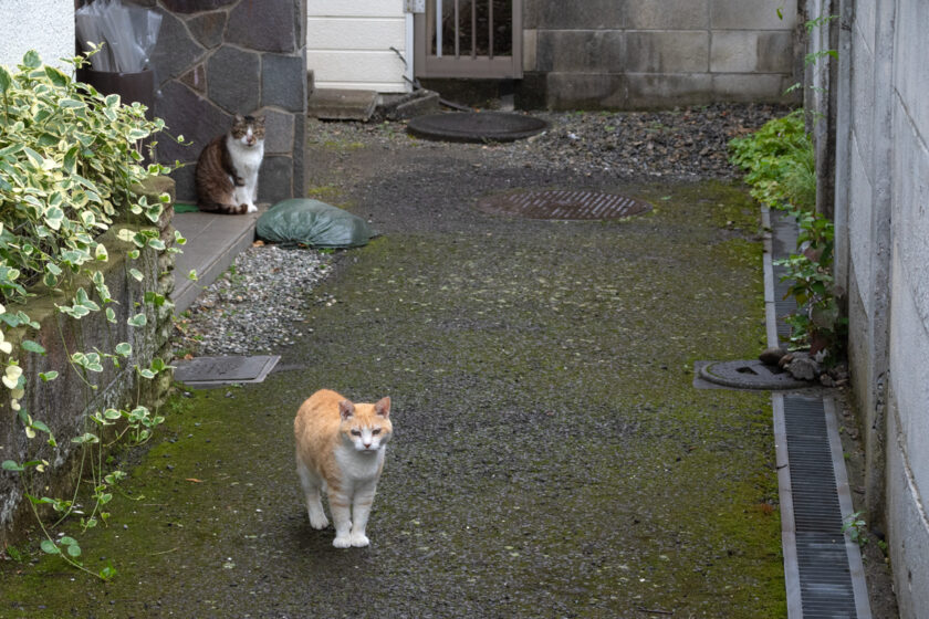 昭島市の猫