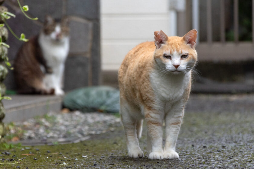 昭島市の猫