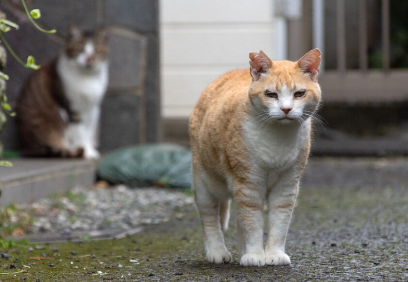 昭島市の猫