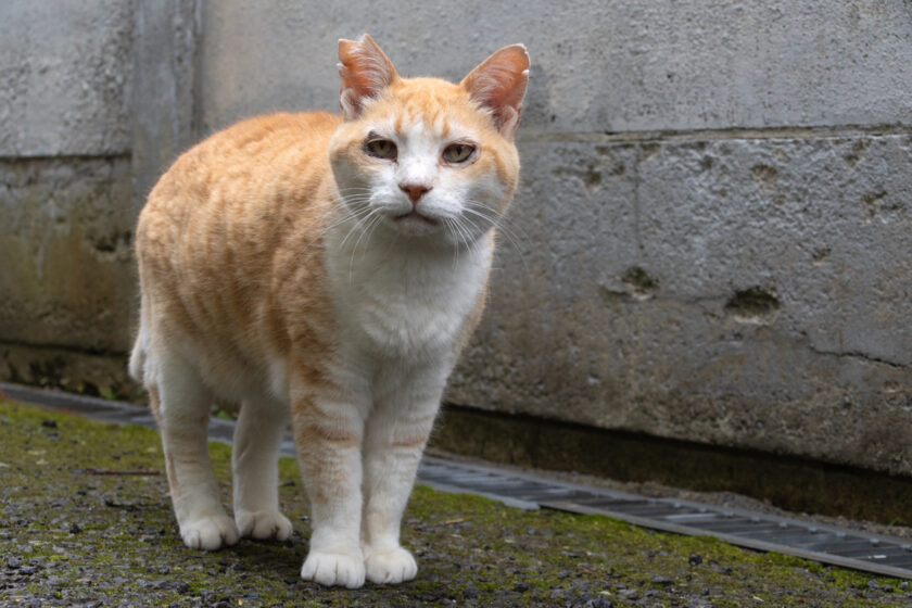 昭島市の猫