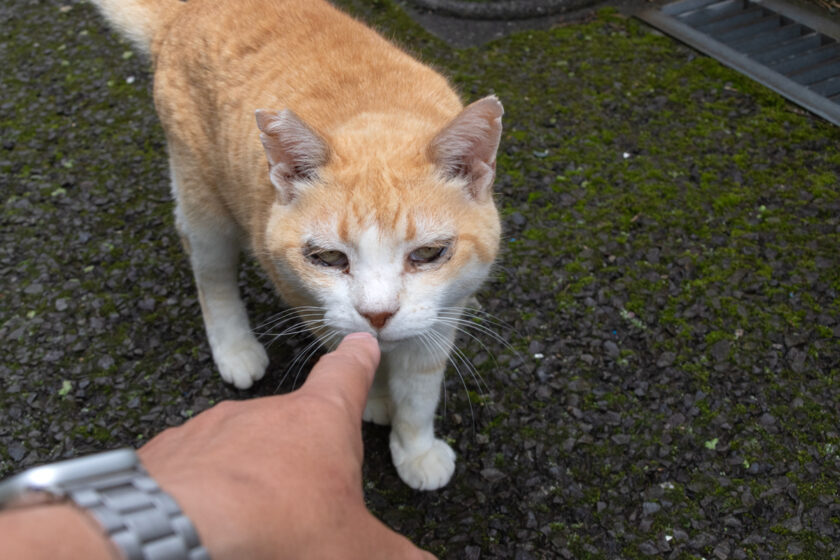 昭島市の猫