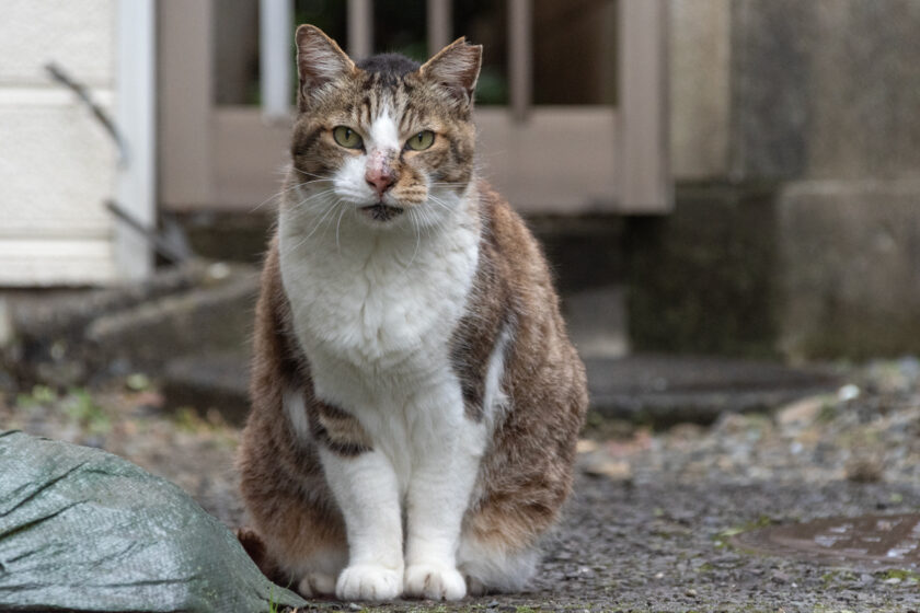 昭島市の猫