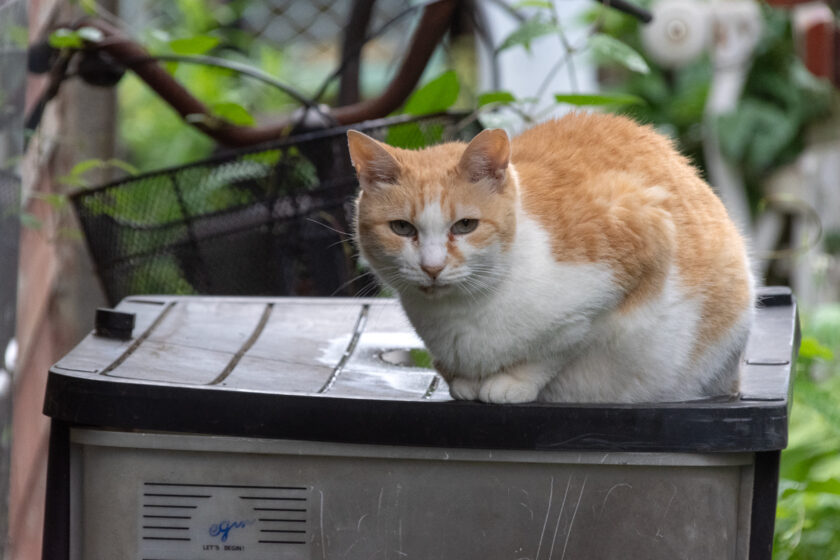 立川市の猫