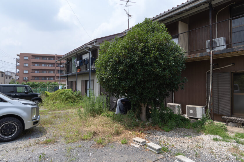 川崎市の猫