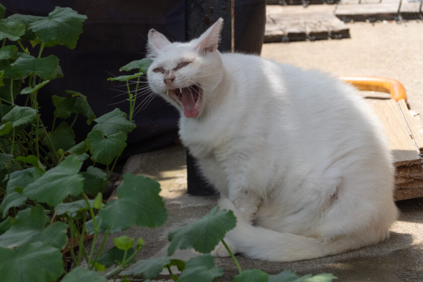 川崎市の猫