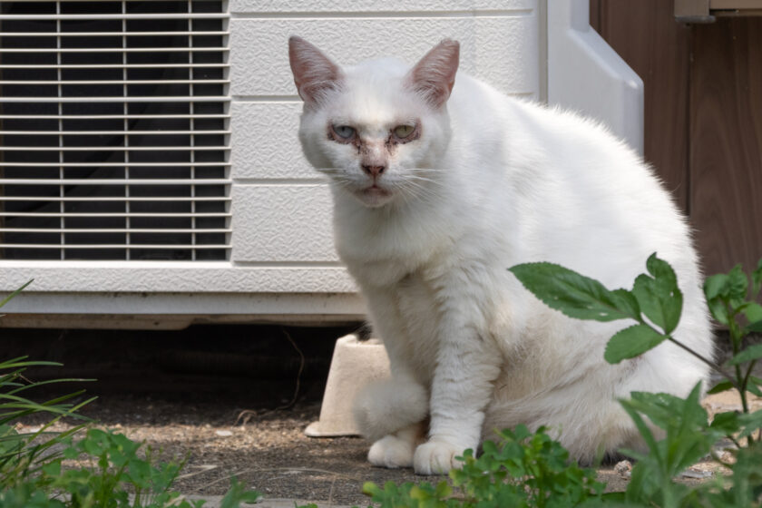 川崎市の猫