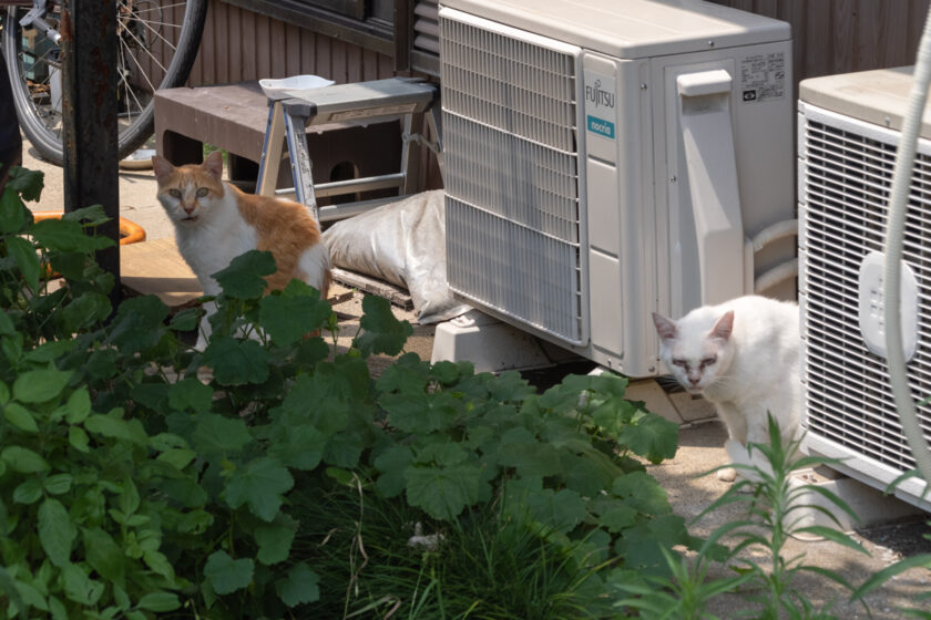 川崎市の猫