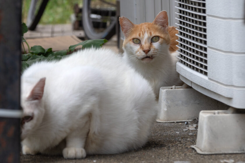 川崎市の猫