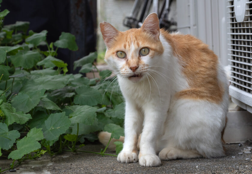 川崎市の猫