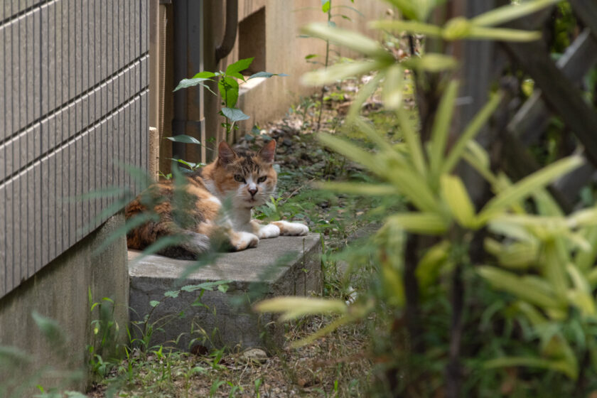 稲城市の猫