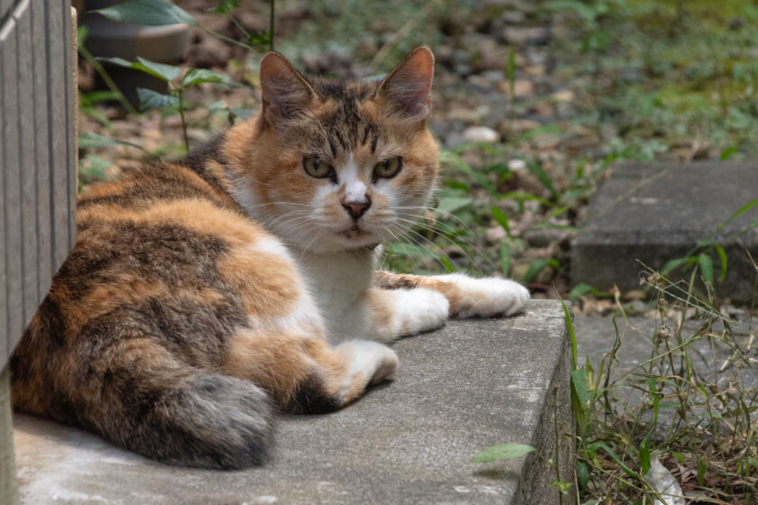 稲城市の猫